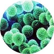 Allergies