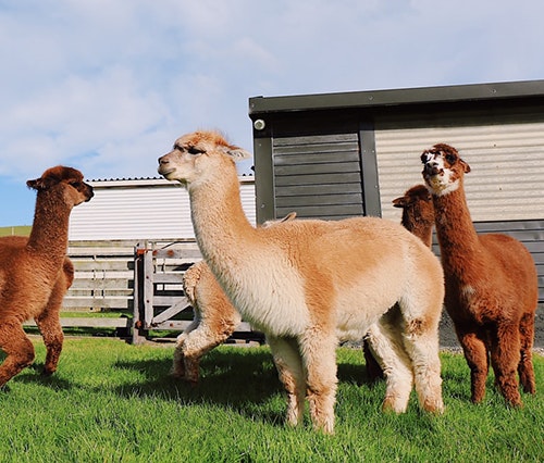 Alpaca Fleece Beneficts