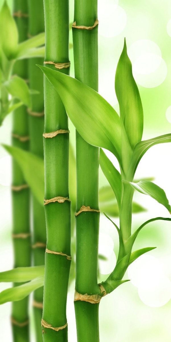 Bambusa Bamboo Image