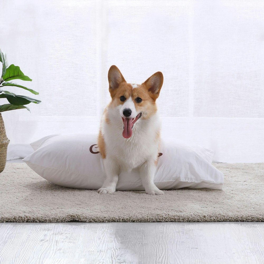 Charlie's Pet Big Charlie Print Pillowcase White