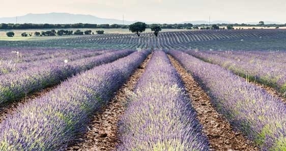 Lavender Field