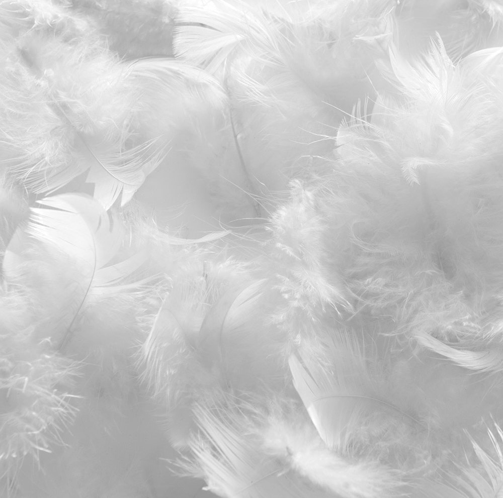 Feather & Down