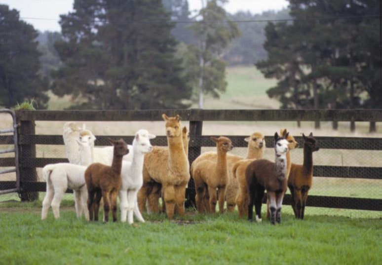 Alpaca NSW
