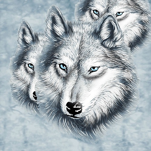 Arctic Wolf Colour