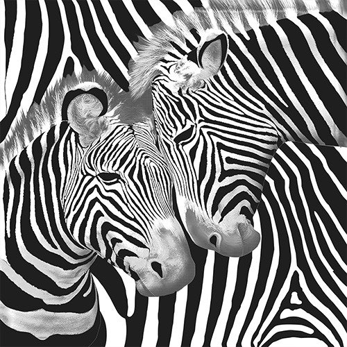 Zebra Colour