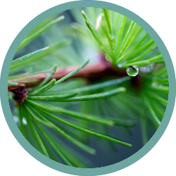 Forest Rain