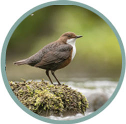 Mountian Birds