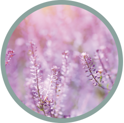 Pink Noise