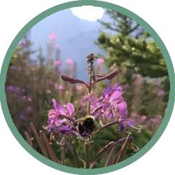 Buzzing Bees with Rocky Mountain Stream