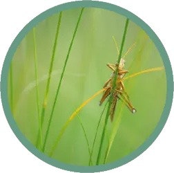 Cricket Chorus