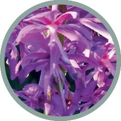 Violet Noise