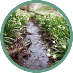 White Stream