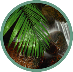 Island Stream