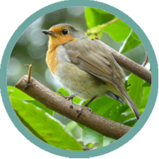 Song Birds