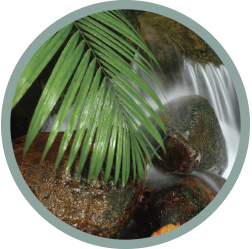 Island Stream