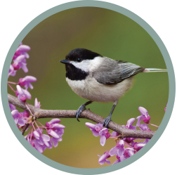Song Birds