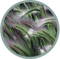 Wind