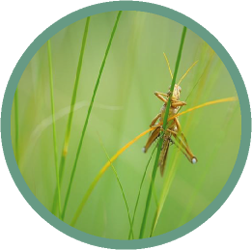 Cricket Chorus