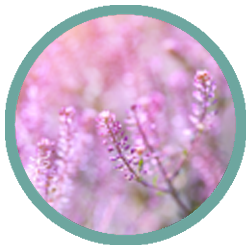 Pink Noise