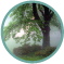 Woodland