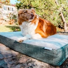 Charlie's Pet Portable Convoluted Foam Dog Crate Mattress Base Image